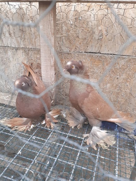 Jucatori de botosani