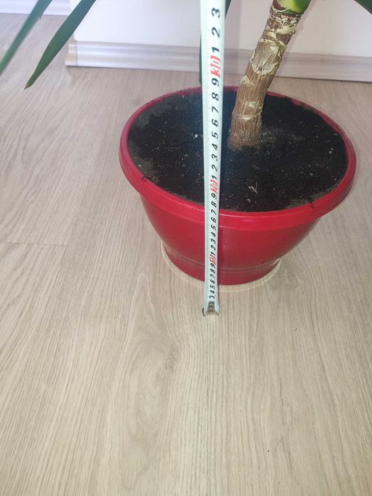 Палма Юка примерно 107 см