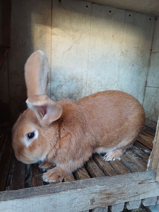 Бургундские кролы