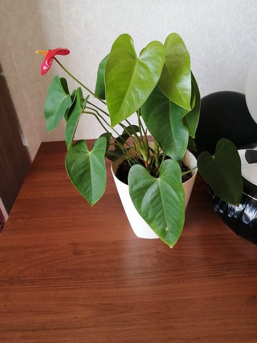 Продам цветы комнатные