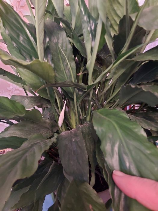 Спатифиллум, крупные растения