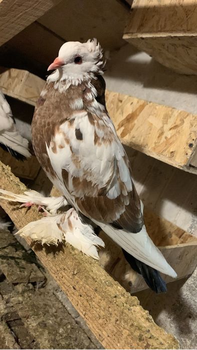 Porumbei uriasi maghiari diverse culori poze atasate,am tot timpu.