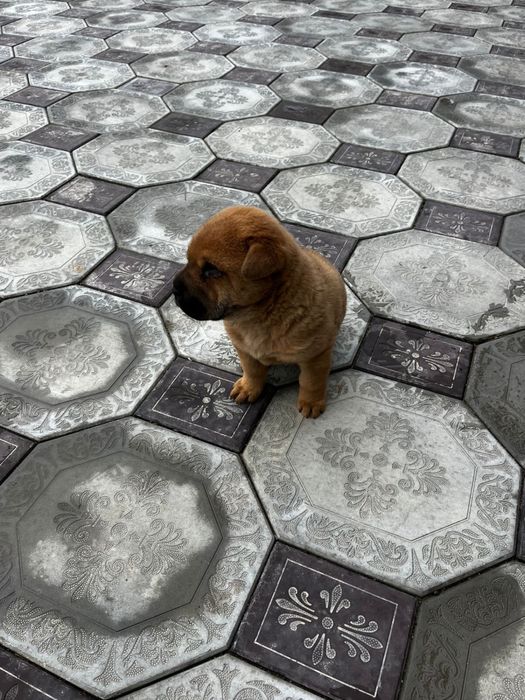 Щеночек-девочкаа