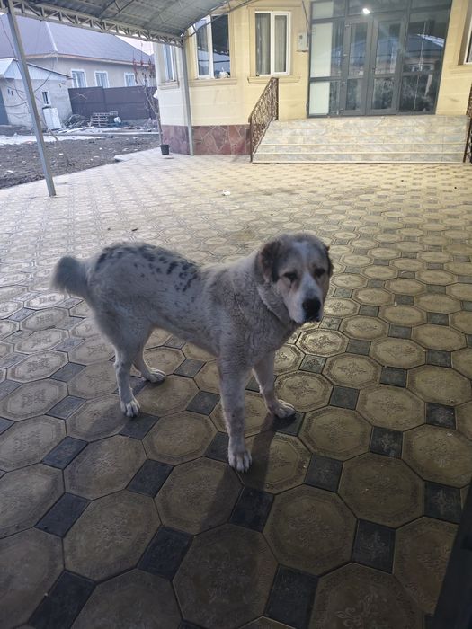 Алабай щенок 9 месяц Мальчик