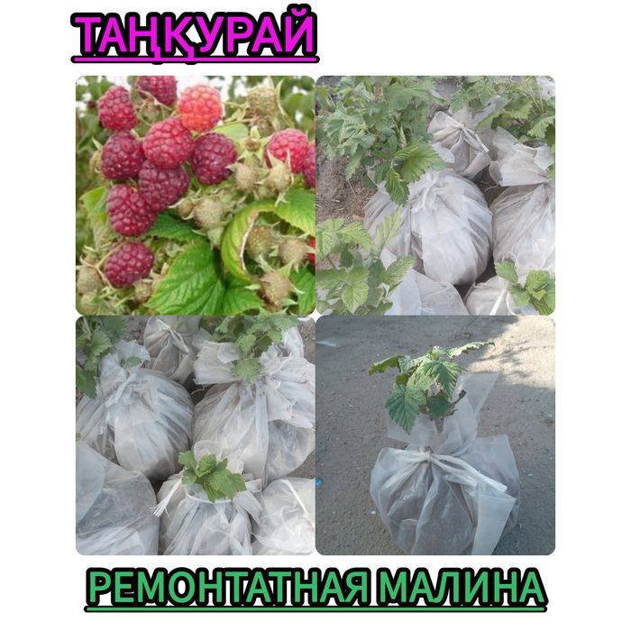 Местный қазақ көшеттер