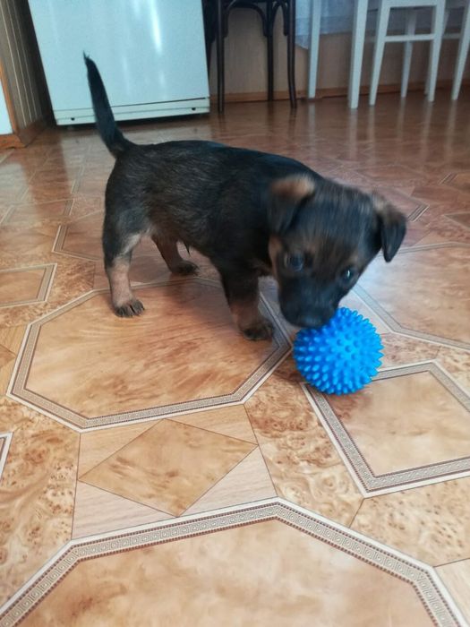 Щенок  в добрые руки