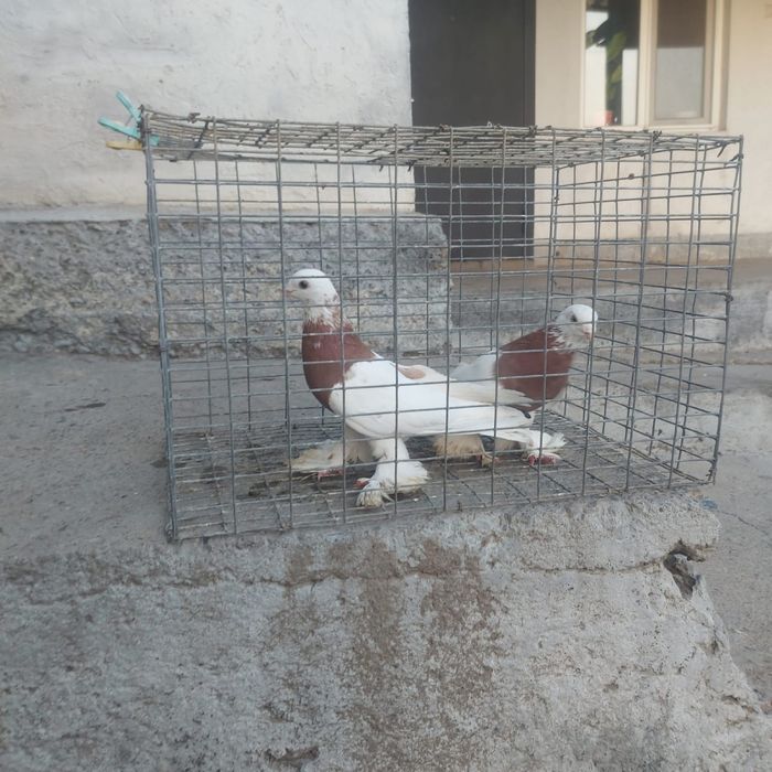 Капкан пара гатовый