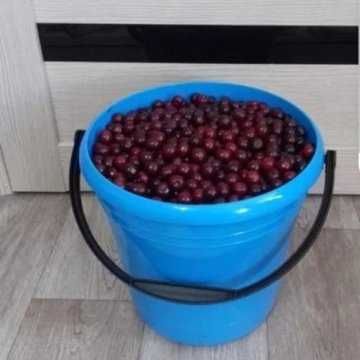 Вкусная вишня 3000 ведро