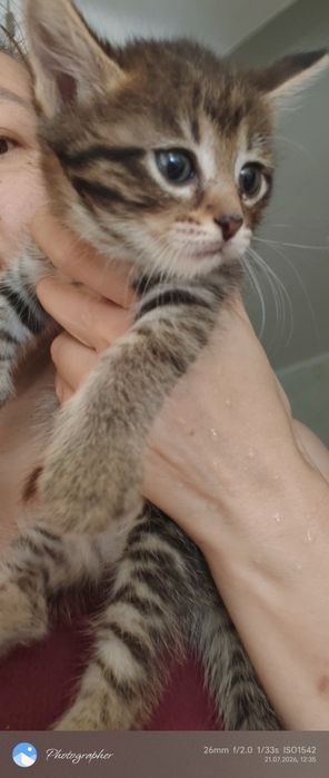 Девочка котенок Мия