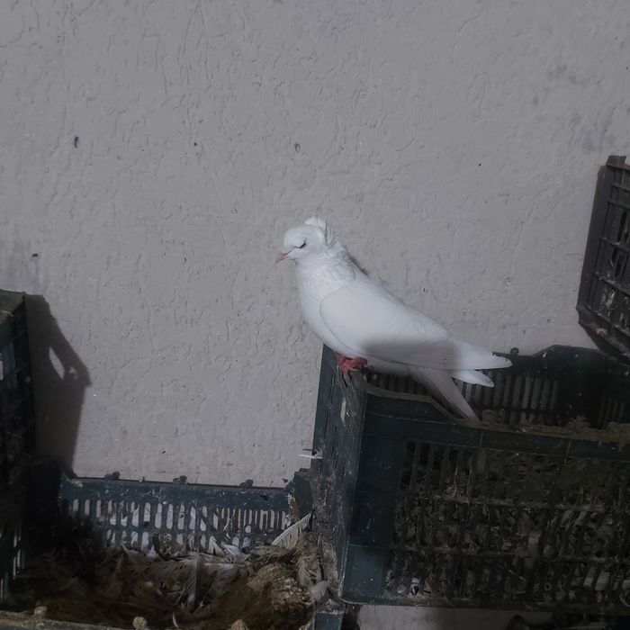 Бели чубати бровястые самец