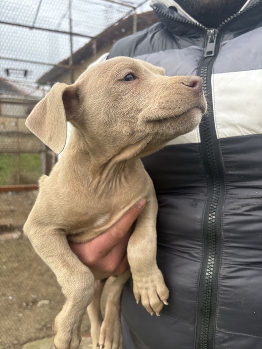 Продавам питбули на 65 дни