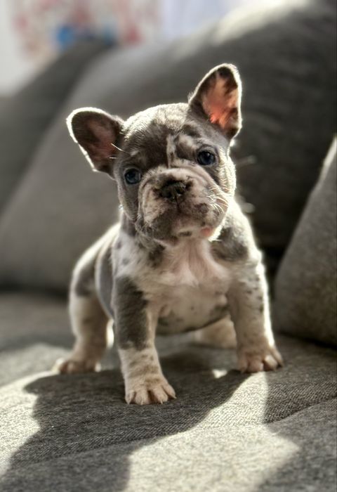 Bulldog Francez pui, femelǎ. Blue and tan merle