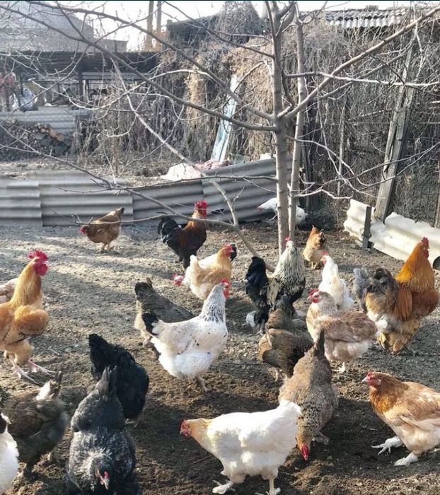 Цыплята домашние