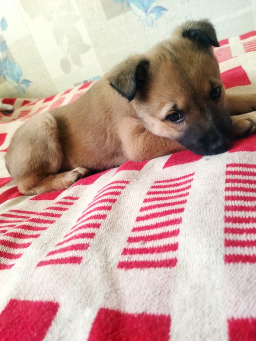 Отдам МальчикаБесплатно