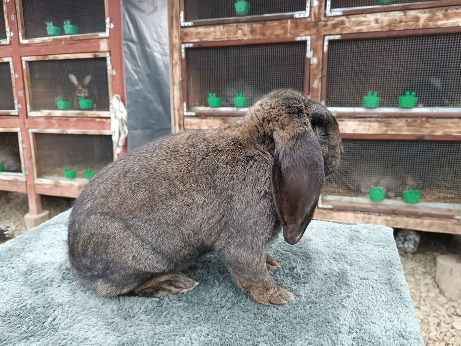 Mascul berbec german