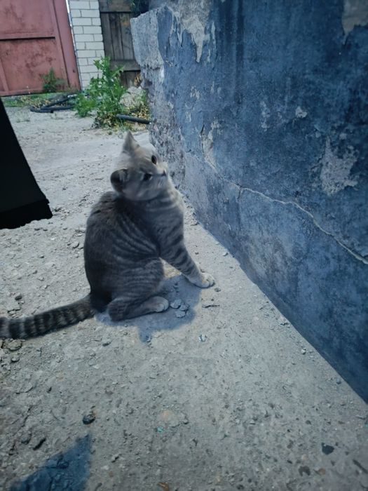 Отдам в хорошие руки