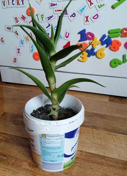Aloe Arborescens