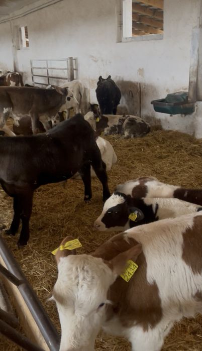 Vitei sugari si intarcati pentru crescut ! Exemplare frumoase,