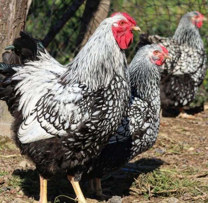 Виандот серебро на продажу