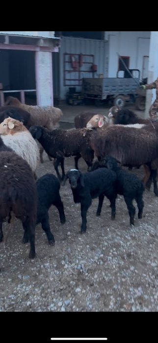 60 бас қозылы қой