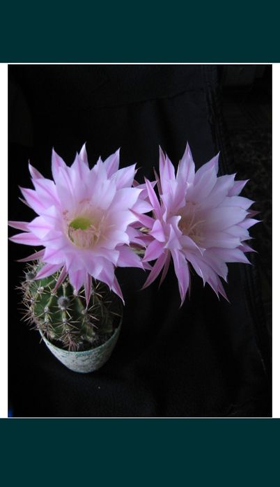 Комнатные цветы.Кактус в стаканчике.