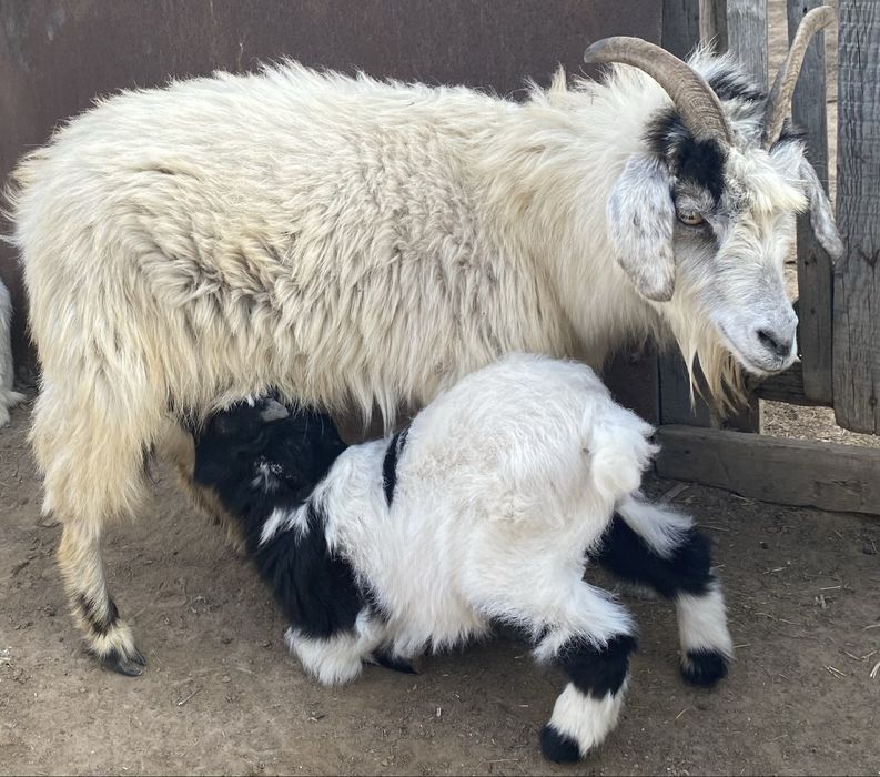 Лақты ешкі сатылады