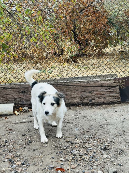 Маленькая добрая собачка ищет семью