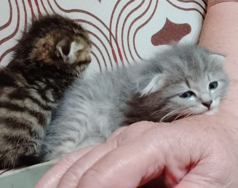 Вислоухие котята мальчики и девочка