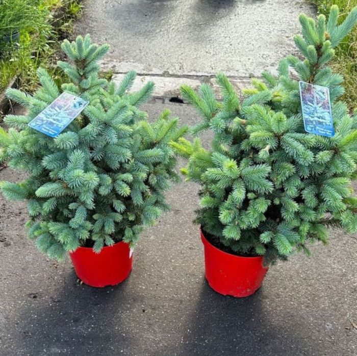 Evropa ignabargli va manzarali darahtlari