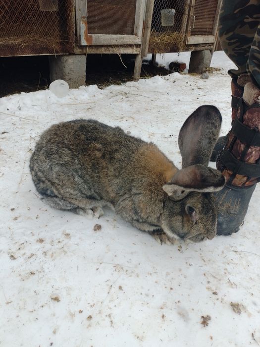 Кролики породы "Фландер"