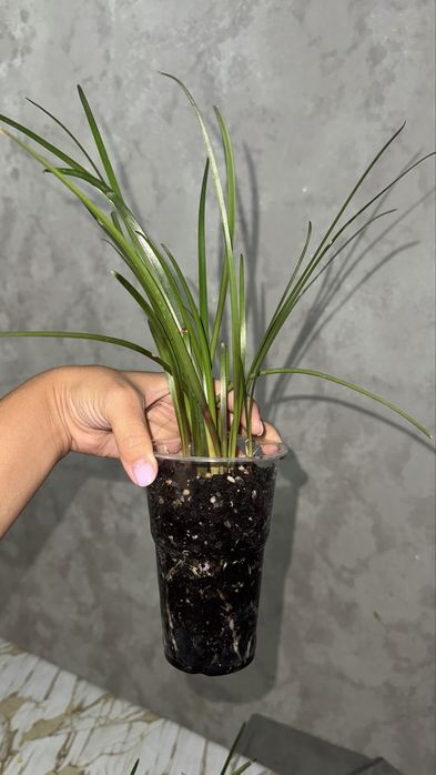 Растение Зефирантес