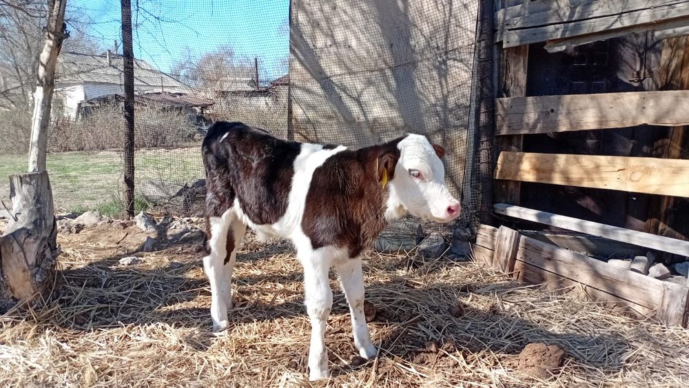 Бузау сатам  еркек