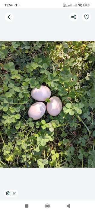 Продаю домашние яйца