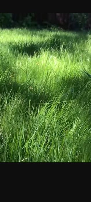 Озеленение, посев газонной травы