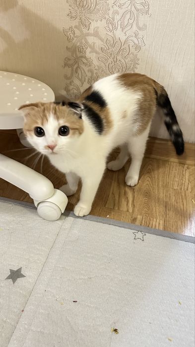 Отдам даром 2х котят, девочки