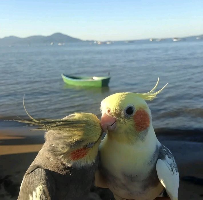 Корелла (самка и самец) с клеткой