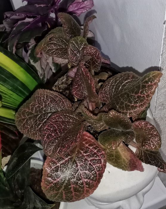 Продам эписции, гинуру вариегатную