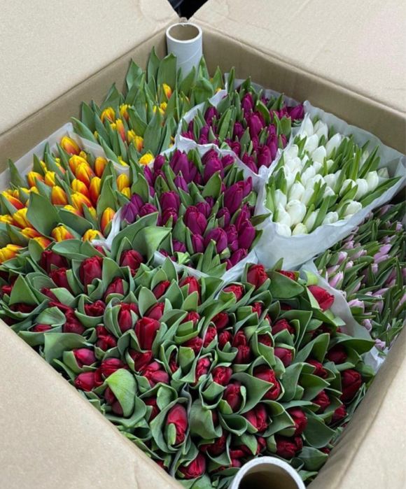 Продам голандские тюльпаны