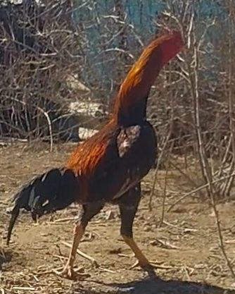 Продаю дакана, молодой. 9 месяцев