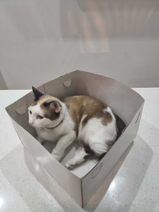 Пропала кошка по кличке Кэти.