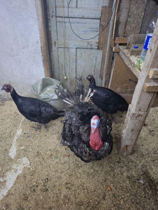 гибрит индюки 1+2