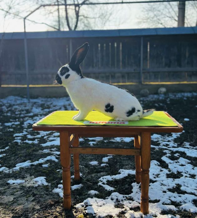 Iepuri Fluture german