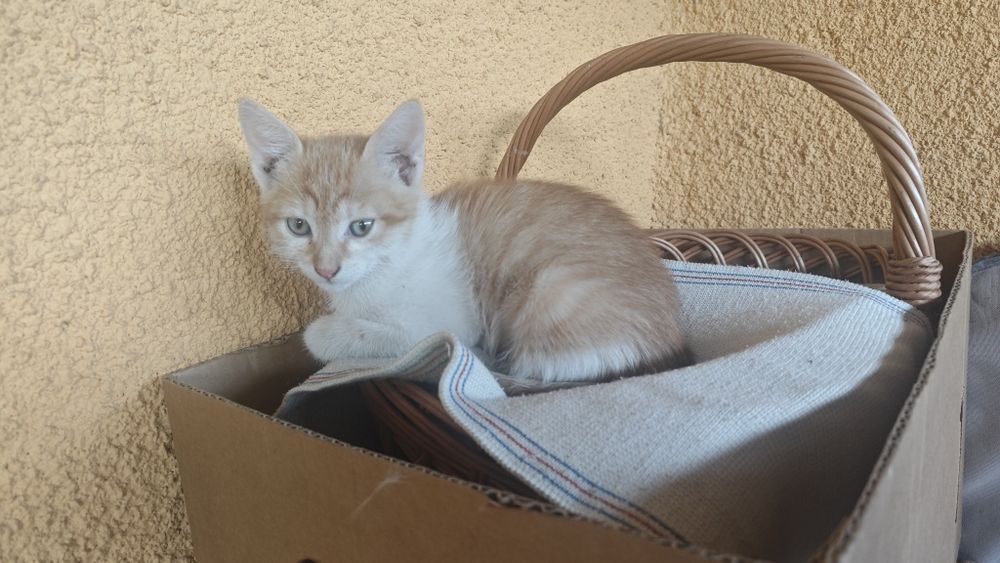 Pui de pisica pentru adoptie