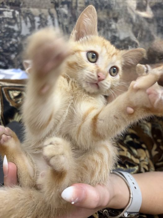 Отдам рыженького котенка