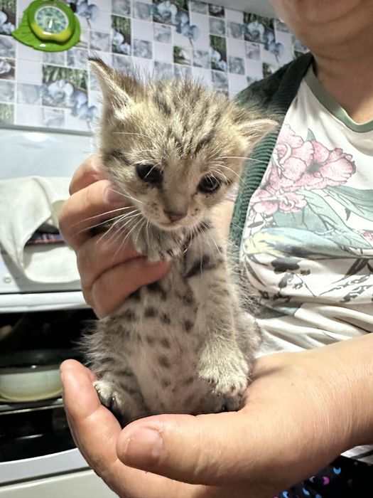 Отдам котят бесплатно