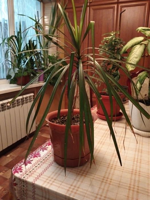 Цветы домашние разные