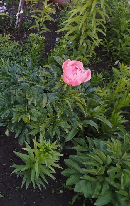 Пион Cоral charm (кустик 4 г)