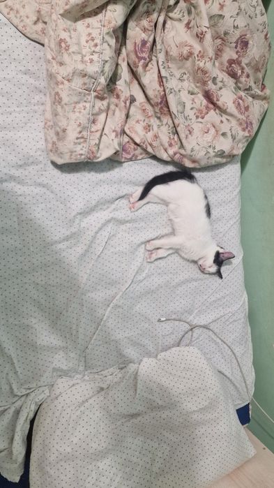 Отдам котенка полтора месяца