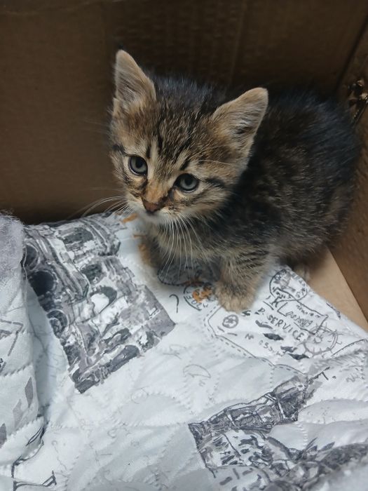 Малък, умен и красив младеж търси дом