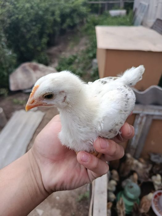 3,5 апталық өскен балапандр